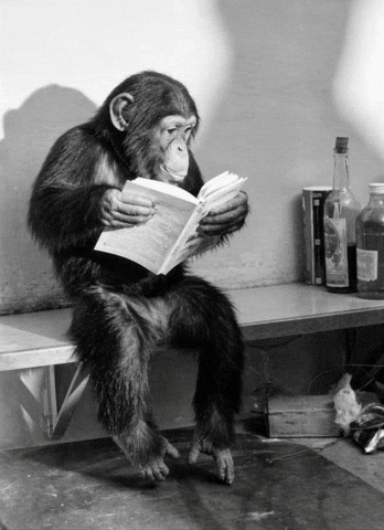 Monkey Wisdom GIF