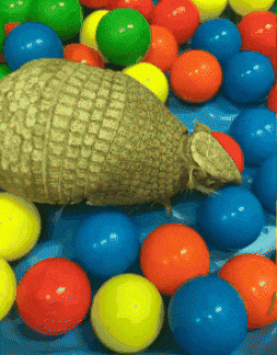 Play Cute Animals GIF by Valley Zoo Development Society