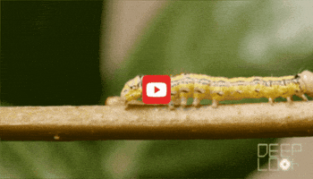 GIF by KQEDScience