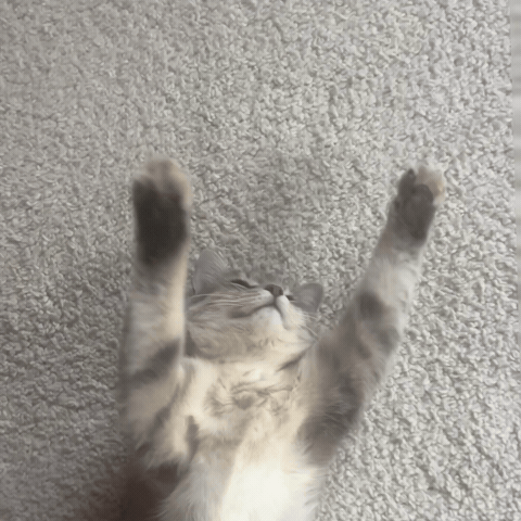Kittenlpnu GIF by lpnu