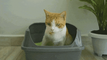 SoyKitty eco-friendly cat litter cat walking litter box GIF