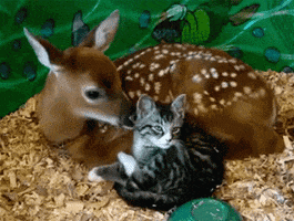Cat Deer GIF