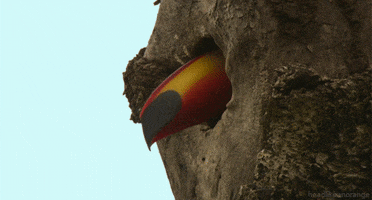 Natural World Toucan GIF