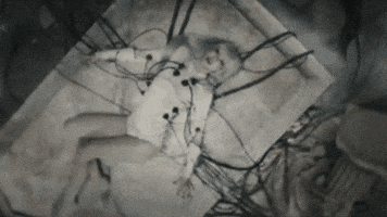 Lisa Badangel GIF by Anyma