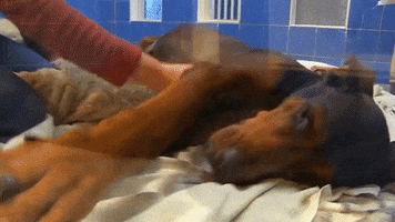 kimrosejohnson  GIF