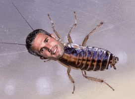 Van Persie Ajax GIF