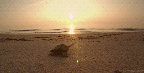 turtle GIF
