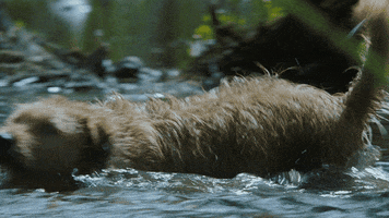 Mark Wahlberg Dog GIF by Lionsgate