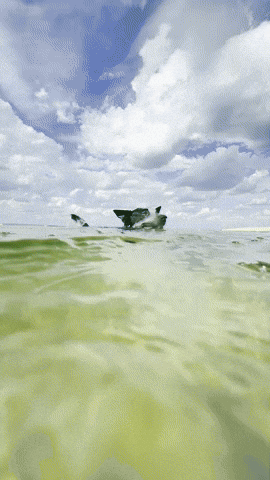 Dog Cao GIF by Tornado - Blue Heeler