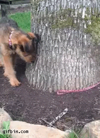 Dog Chasing GIF