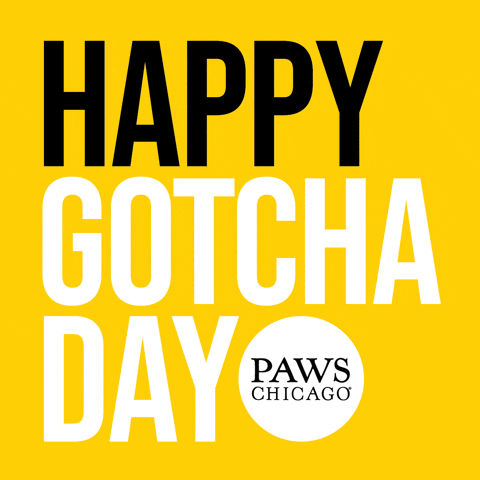 Gotchaday Adopt GIF by PAWS Chicago