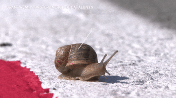 Snail GIF by MotoGP™
