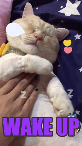 cat love GIF by Pamily