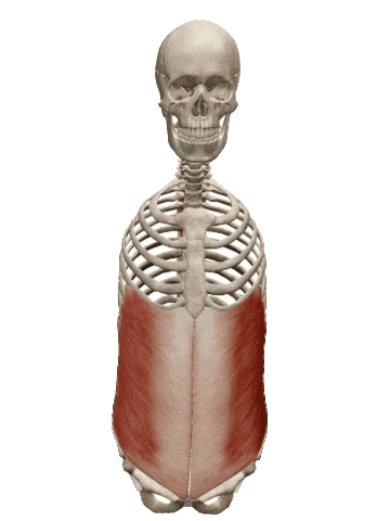 Physiocenter Sticker