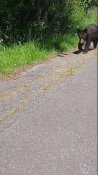 Men Have Close Encounter With Bear 