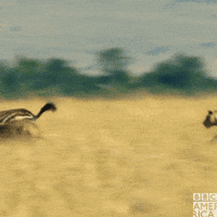 photo Animated Gif Lion Attack Gif surprise attack gif by nat geo wild