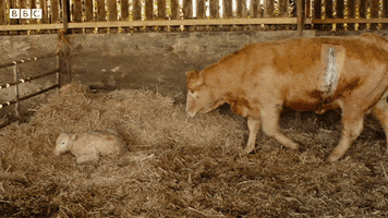 200.gif?cid=fc005b086b915ae4239cf8aa043cded8f4678e6a63bad39c&rid=200.gif&ct=g