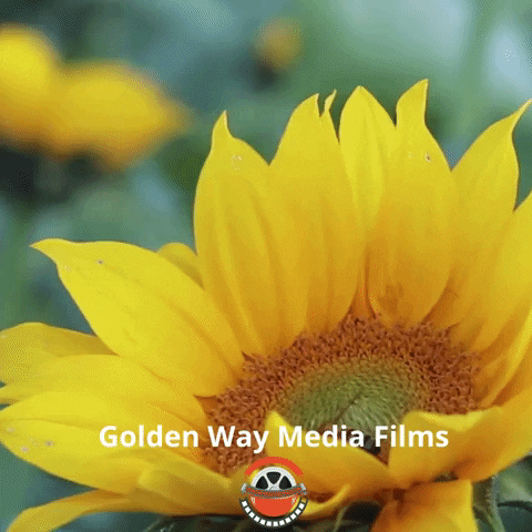 GIF by Golden Way Media Films