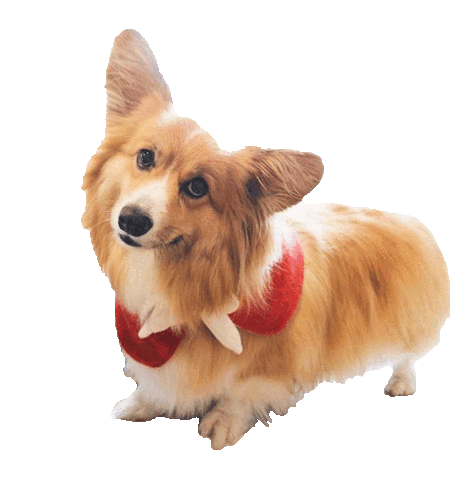 Norma Fluffy Corgi Sticker by Corgi Things