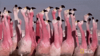 Flamingo meme gif