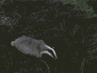 Running Away Honey Badger GIF Running Away Honey Badger GIF