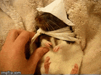 Baby Rats Gifs Get The Best Gif On Giphy