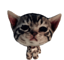 Cat Dance Sticker