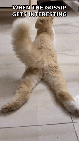 Reaction Gif GIF