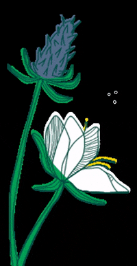 lotus pod skin gif