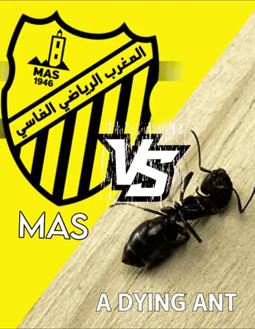 Maghreb De Fes Vs GIF