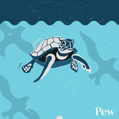 High Seas Turtle GIF