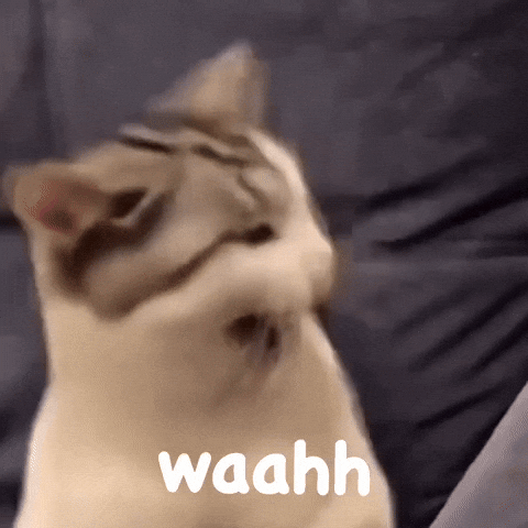 Cat Funny GIF