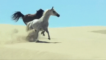 arabský kůň cval