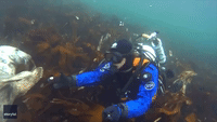 Seal of Approval: Curious Pinniped Gets Up Close and Personal With Diver