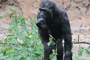 Happy Los Angeles Zoo GIF by Los Angeles Zoo and Botanical Gardens