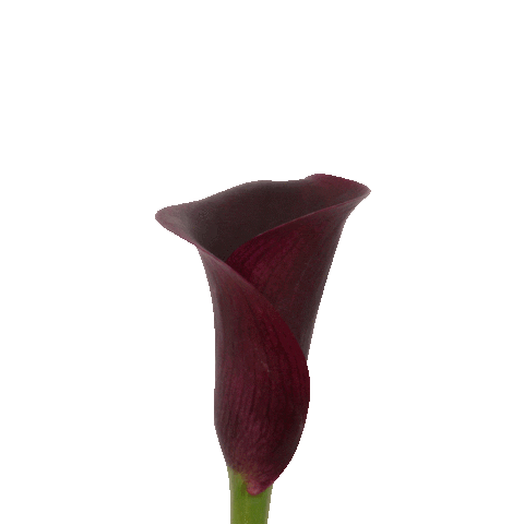 Spring Calla Sticker by Vreugdenhil Bulbs & Plants