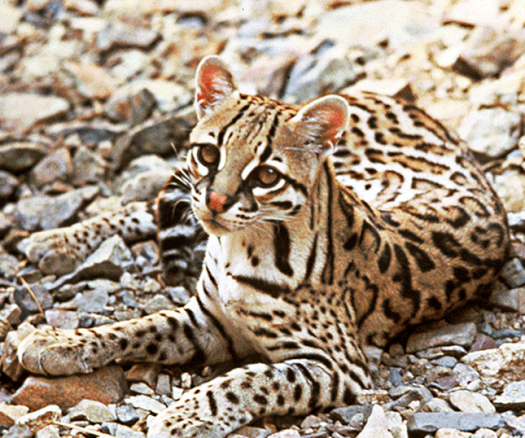 ocelot