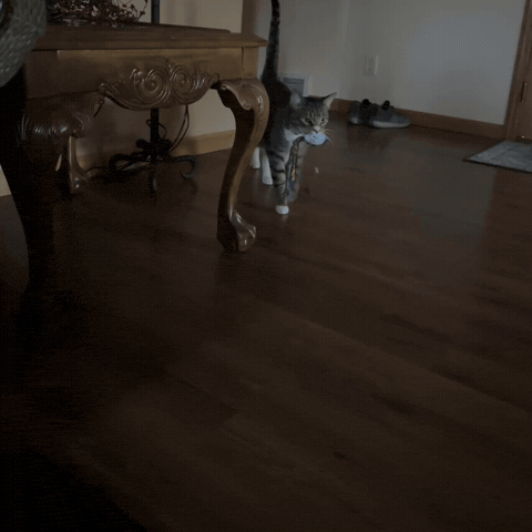 Cat Toy GIF