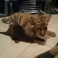 baby tiger GIF
