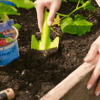 flower garden GIF by Volmary