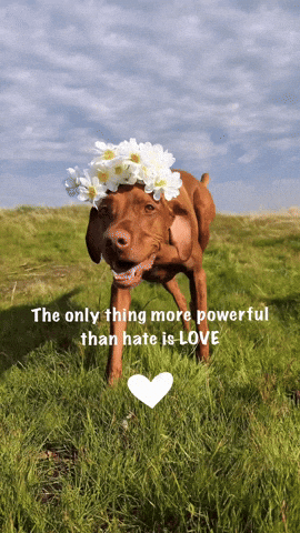 Dog Love GIF