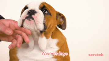 Dog GIF