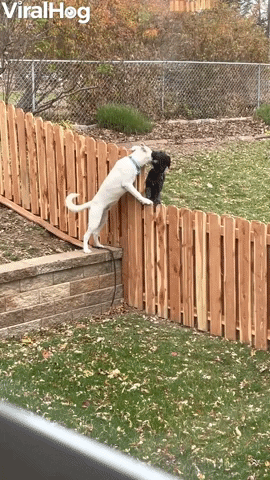 Fence Cant Stop Best Friends Playing Together GIF by ViralHog