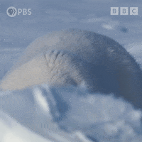 Sleepy Polar Bear GIF by PBS