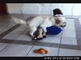 Animals Being Dicks Animals Being Jerks animated GIF