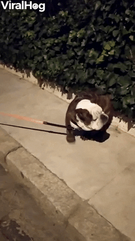 Bulldog Scratches Back On Bushes GIF by ViralHog