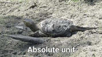 Turtle GIF by U.S. Fish and Wildlife Service