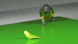 parrot GIF by Cheezburger