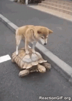 ride turtle GIF