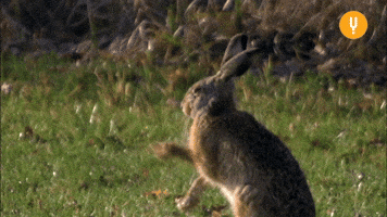 Rabbit Hole Dancing GIF by CuriosityStream